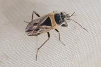 Xanthochilus quadratus