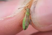 Myrmus miriformis