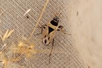 Xanthochilus quadratus