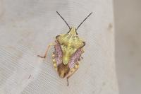 Carpocoris purpureipennis
