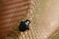 Halticus apterus