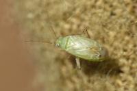 Plagiognathus chrysanthemi