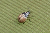Platyplax salviae