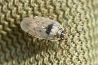 Platyplax salviae