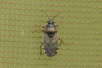 Platyplax salviae