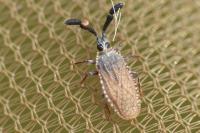 Copium clavicorne clavicorne