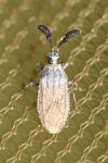 Copium teucrii teucrii