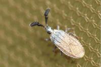Copium teucrii teucrii