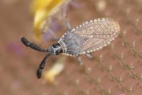 Copium clavicorne clavicorne