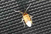 Camptozygum aequale