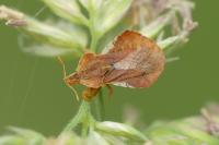 Phymata crassipes