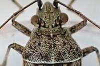 Stictopleurus punctatonervosus