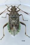 Stictopleurus punctatonervosus