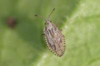 Lasiacantha capucina capucina