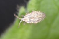 Lasiacantha capucina capucina