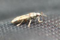 Heterogaster artemisiae