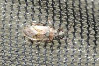 Heterogaster artemisiae