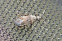 Heterogaster artemisiae