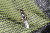 Globiceps sphaegiformis