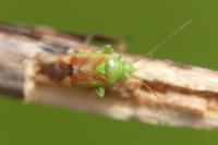 Dichrooscytus gustavi