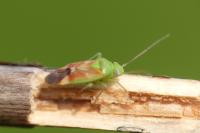 Dichrooscytus gustavi
