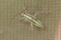 Leptopterna ferrugata