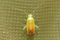 Dichrooscytus rufipennis