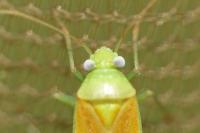 Dichrooscytus rufipennis