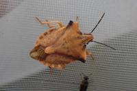 Carpocoris fuscispinus