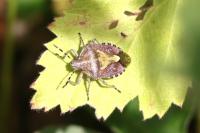 Dolycoris baccarum