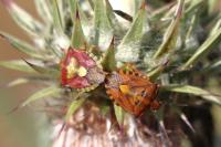 Carpocoris purpureipennis