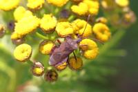 Coreus marginatus