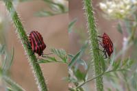 Graphosoma italicum italicum