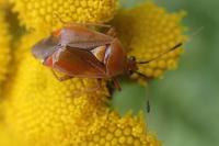 Deraeocoris ruber