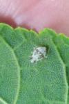 Deraeocoris lutescens