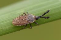 Copium clavicorne clavicorne