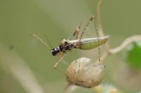 Gampsocoris punctipes punctipes