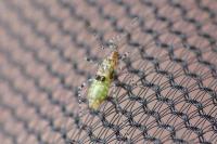 Gampsocoris punctipes punctipes