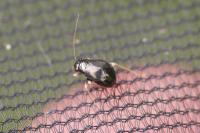 Halticus apterus