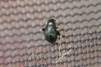 Halticus apterus