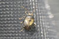 Polymerus holosericeus
