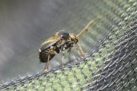 Polymerus holosericeus