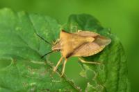 Carpocoris fuscispinus