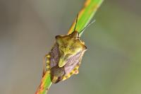Carpocoris purpureipennis