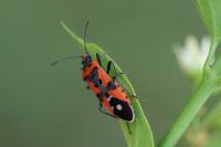 Lygaeus equestris