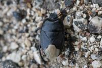 Cydnus aterrimus