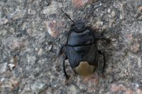 Cydnus aterrimus