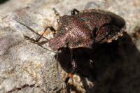 Rhacognathus punctatus
