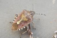 Dolycoris baccarum
