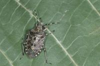Rhaphigaster nebulosa